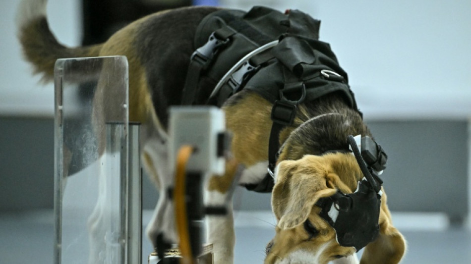 Can dogs sniff cancer? AI joins the hunt in India