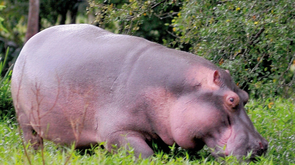 Colombia, magnate indiano offre rifugio agli ippopotami di Pablo Escobar