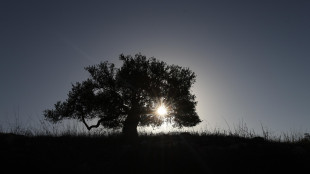 La Pietra, il Piano Olivicolo Nazionale favorir&agrave; il rilancio del comparto