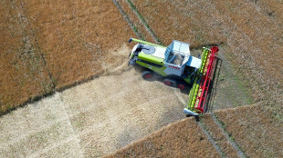 La sequ&iacute;a y las guerras disparan los precios de los alimentos en agosto, seg&uacute;n la FAO