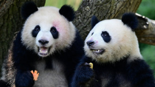 China env&iacute;a dos pandas gigantes a EEUU