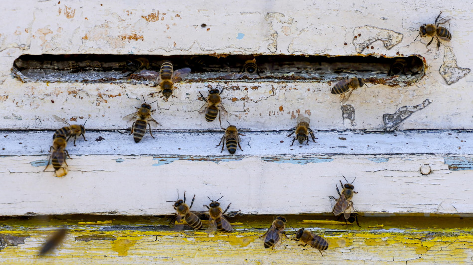 Saltano e si ricaricano da soli i robot-insetto per gli ambienti ostili