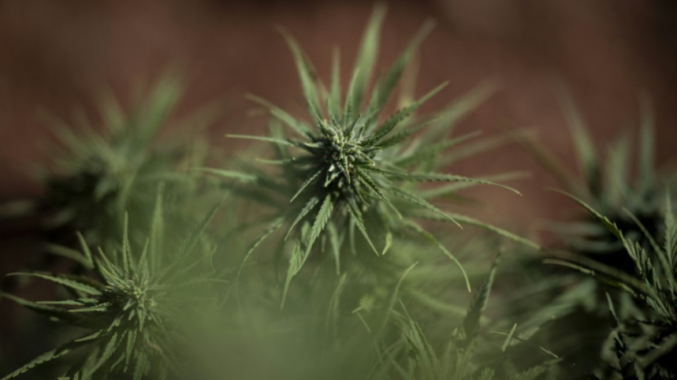 "Welt": Cannabis-Gesetz sorgt für starken Rückgang bei erfassten Drogendelikten