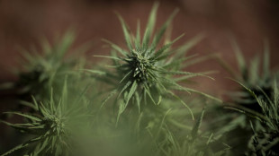 "Welt": Cannabis-Gesetz sorgt für starken Rückgang bei erfassten Drogendelikten