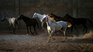 Blindg&auml;nger in Baden-W&uuml;rttemberg entsch&auml;rft: Menschen und Pferde verlassen Gest&uuml;t