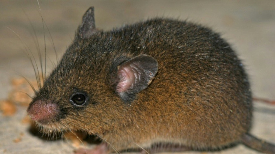 Hallan una nueva especie de peque&ntilde;o roedor en los andes de Per&uacute;