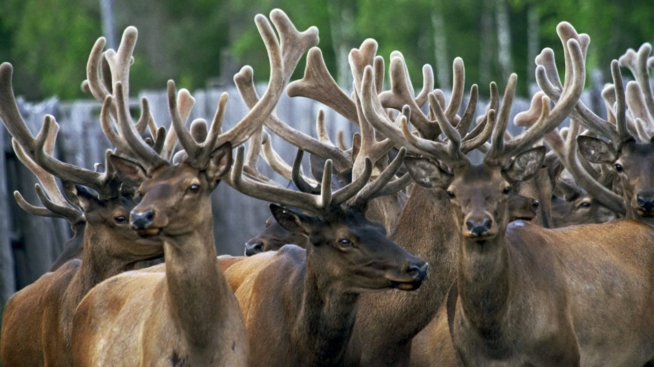 Nelle corna delle femmine di renna una scorta di cibo nascosta