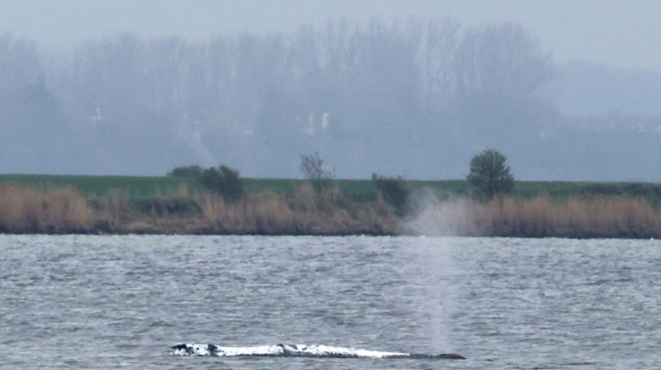 Wal-Drama: Tier liegt weiterhin fest - Erfolg von Rettungsarbeiten ungewiss