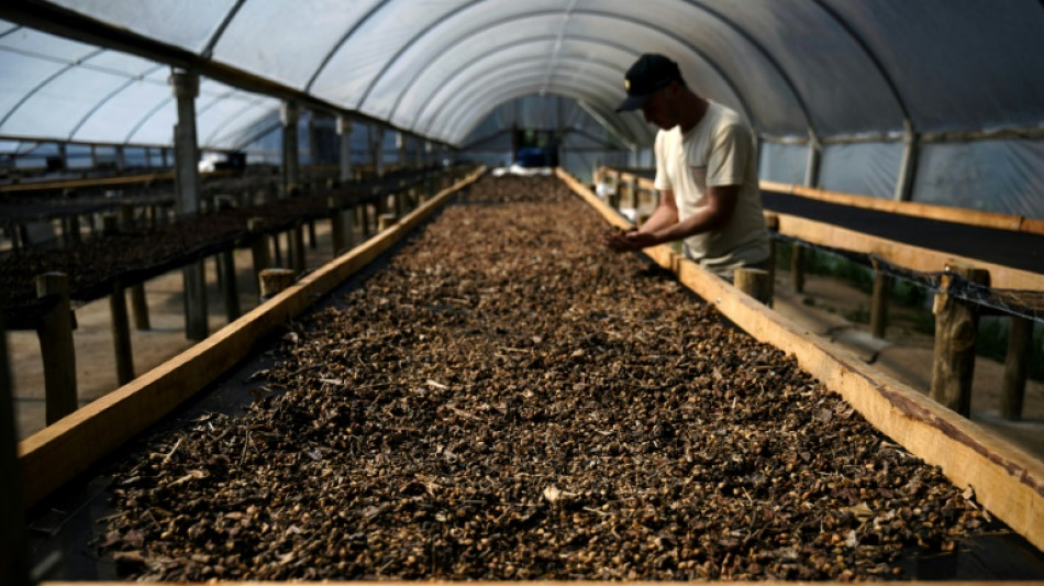 Caf&eacute; brasileiro luxuoso &eacute; extra&iacute;do de excrementos do p&aacute;ssaro jacu