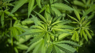 Illegale Cannabisplantage in Wohnhaus in niedersächsischem Schöppenstedt entdeckt