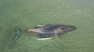 "Bild": Vor Wismar gestrandeter Wal ist wieder frei