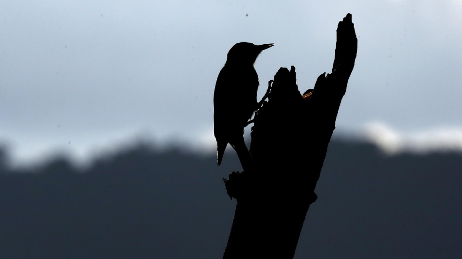L'uccello del paradiso ispira il tessuto pi&ugrave; nero al mondo