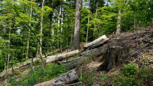 Dans les Carpates, prot&eacute;ger les for&ecirc;ts, traquer les pilleurs