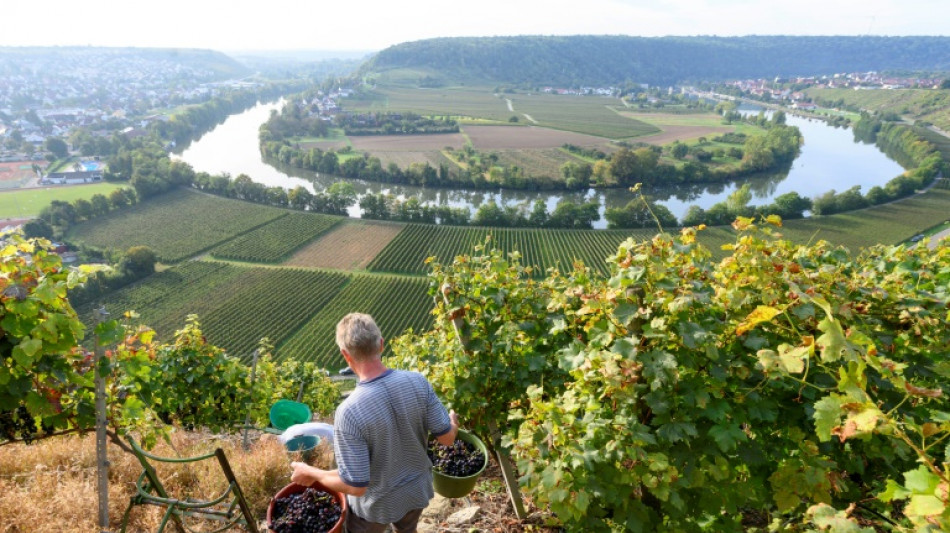 Weinproduktion in Deutschland 2024 deutlich zur&uuml;ckgegangen