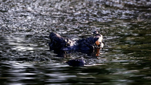 La polic&iacute;a advierte que hay "cocodrilos por todas partes" tras las inundaciones en Australia