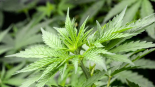 Bericht: Bundestagsjuristen halten Cannabis-Legalisierung f&uuml;r unvereinbar mit EU-Recht