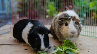 Unbekannte töten mehrere Meerschweinchen in Kinderverein in Nordrhein-Westfalen