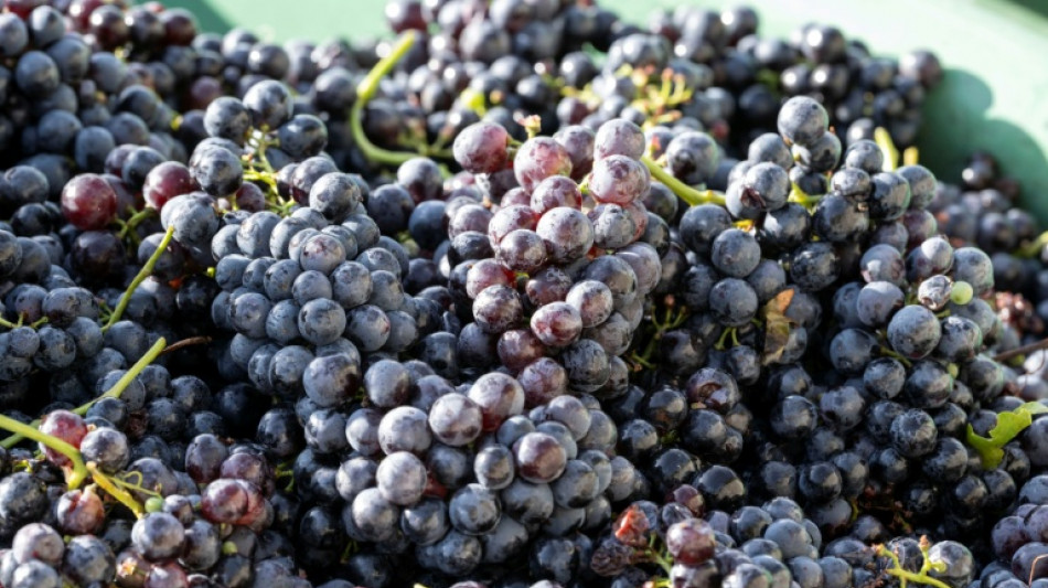 Aus Rotweinfass verschwunden: Unbekannte stehlen tausende Liter Maische von Weingut