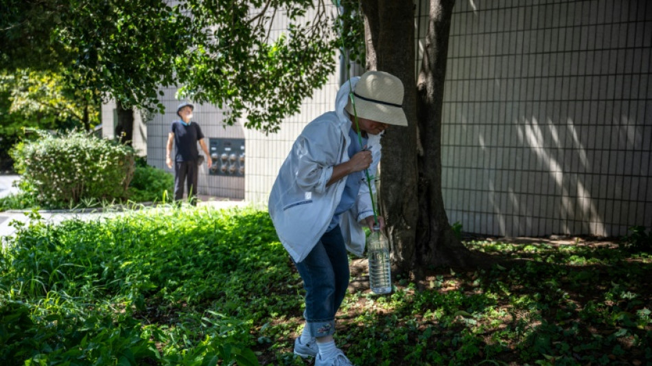 "Agir avant qu'il ne soit trop tard" : &agrave; Tokyo, l'ombre des arbres devient une denr&eacute;e rare