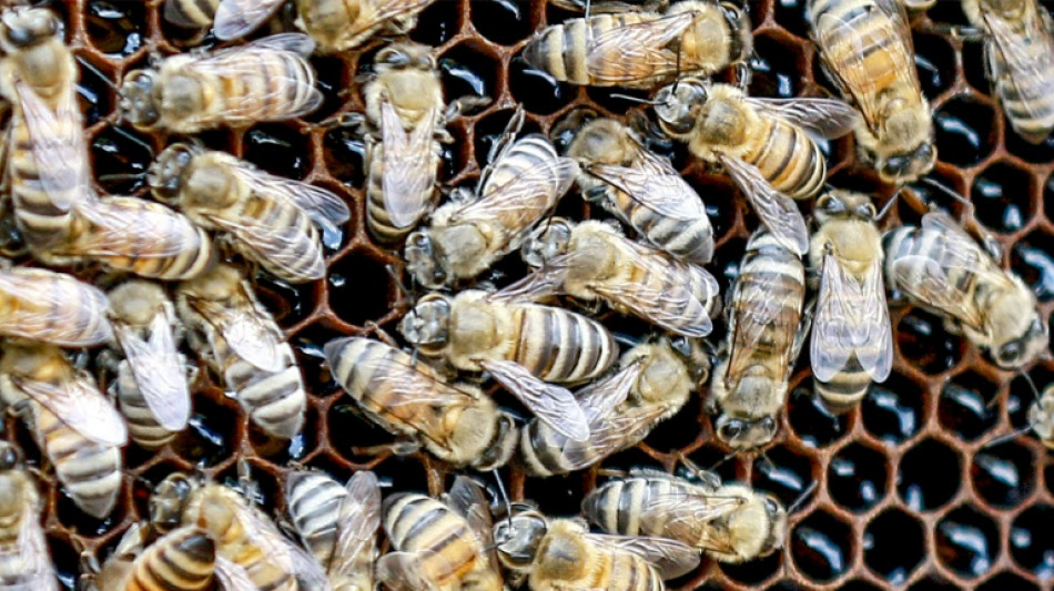 Cientistas se inspiram nas aves e nas abelhas para fazer drones voarem