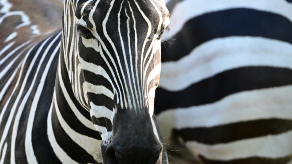 Zebras und Affen: Polizei stoppt Tiertransport an deutsch-niederländischer Grenze