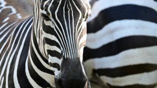 Zebras und Affen: Polizei stoppt Tiertransport an deutsch-niederländischer Grenze