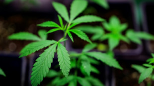 Bundestag beschlie&szlig;t Cannabis-Grenzwert im Stra&szlig;enverkehr