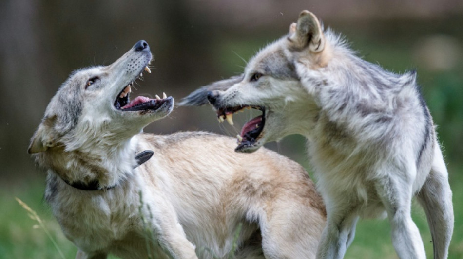 Face au retour du loup, l'abattage facilit&eacute; en Autriche