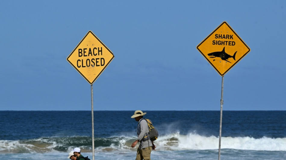 Racing towards great white sharks in Australia