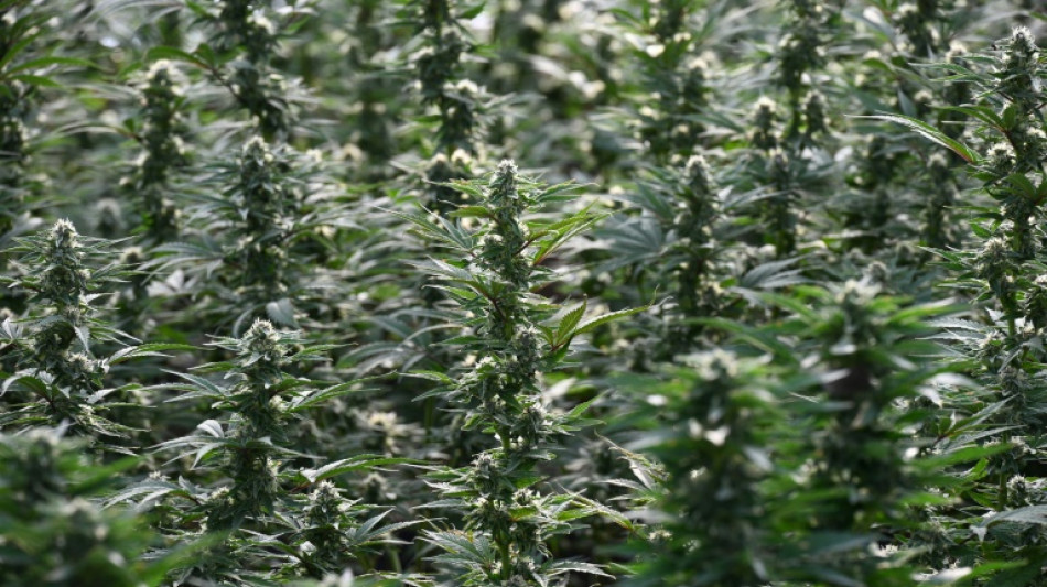 Cannabisgesetz: BGH soll Verwertung von alten Beweisen in Prozessen kl&auml;ren
