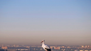 La contaminaci&oacute;n ambiental agrava los trastornos de salud mental, seg&uacute;n un informe