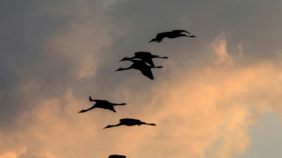EU-Landwirtschaftsminister f&uuml;r Impfung von Gefl&uuml;gel gegen Vogelgrippe