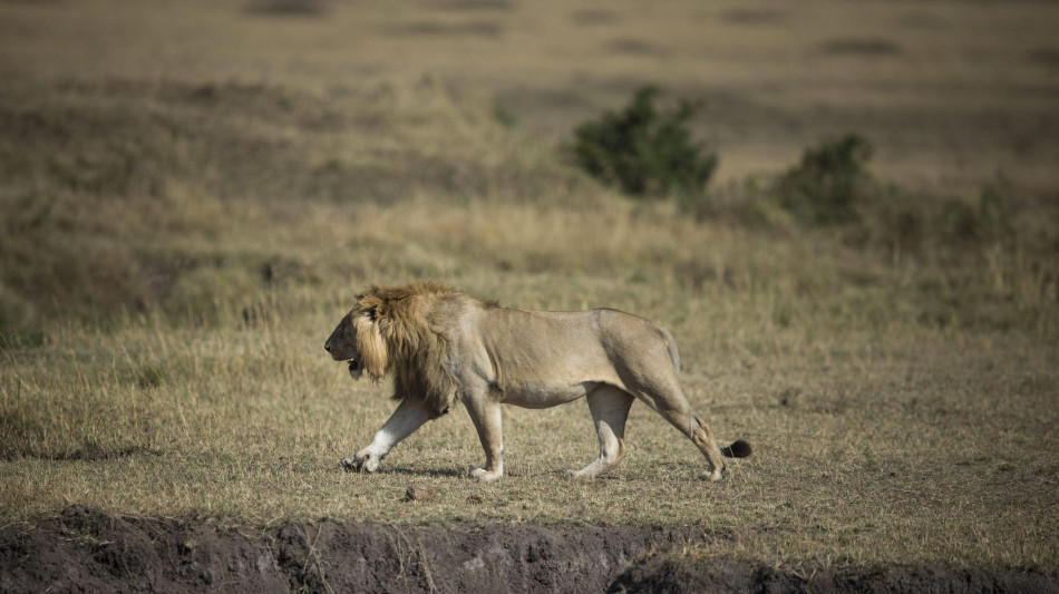 Tanzania, 'dieci leoni morti avvelenati nella riserva patrimonio Unesco'