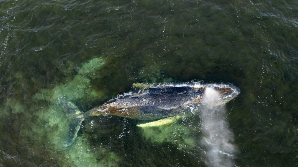 Stranded whale frees itself again off German coast and disappears