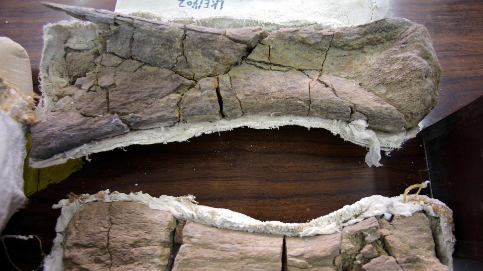 Fratture vertebrali svelano l'impeto passionale dei dinosauri