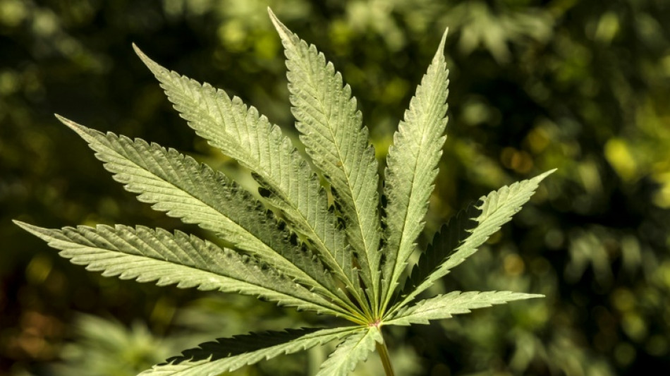 Ermittler entdecken in Hessen dreist&ouml;ckige Cannabisplantage in Haus