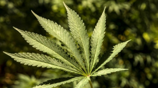Ermittler entdecken in Hessen dreist&ouml;ckige Cannabisplantage in Haus