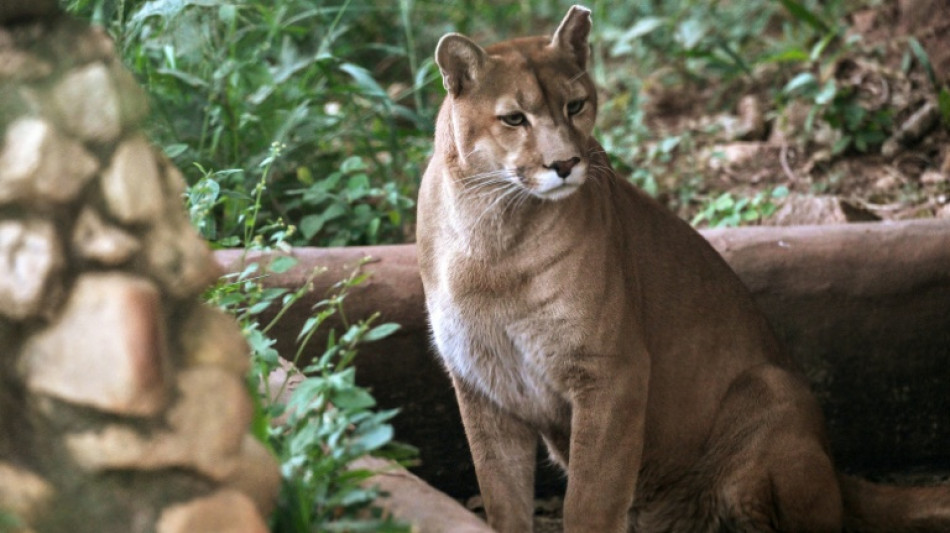 Au Brésil, un refuge pour pumas menacés par l'expansion urbaine