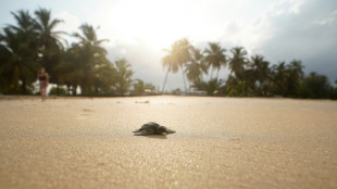 Au Gabon, la lutte pour faire vivre les b&eacute;b&eacute;s tortues marines