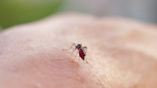 Chikungunya: les deux cas autochtones récents sont les plus précoces jamais identifiés en métropole