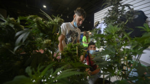 Nove presos em caso de esquema de pir&acirc;mide Juicy Fields