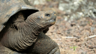 Ermittlungen wegen mutma&szlig;licher Jagd auf Riesenschildkr&ouml;ten auf Gal&aacute;pagos-Inseln