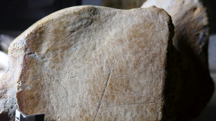 Les hommes de Néandertal pratiquaient la chasse à l'éléphant