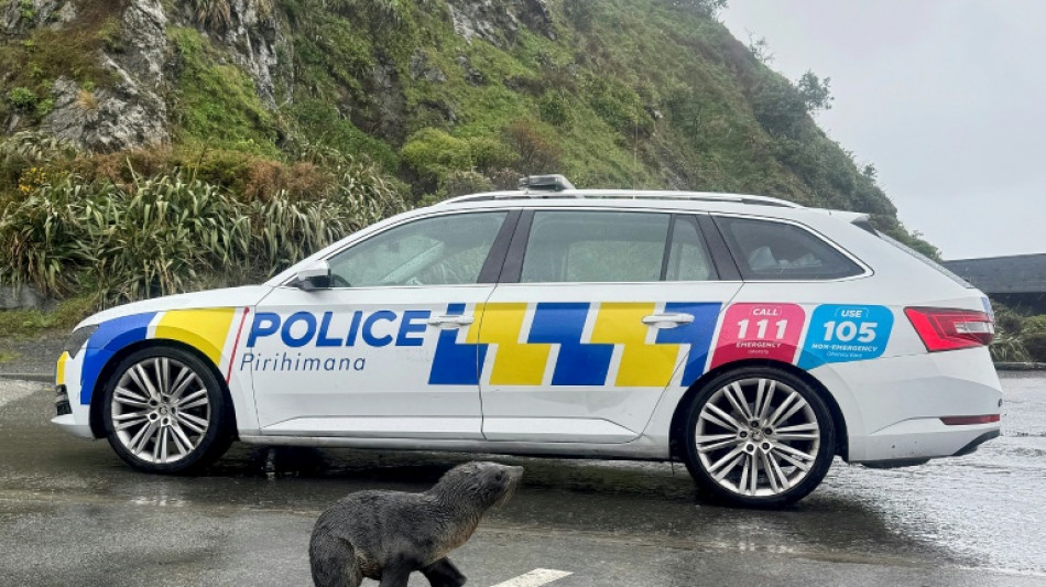 Nouvelle-Z&eacute;lande : la police au secours d'un jeune phoque &eacute;gar&eacute; sur une route