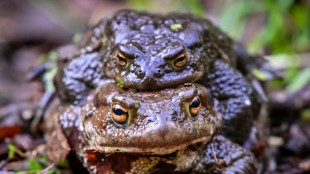 Gericht in Niedersachsen hebt Straßensperrung wegen wandernder Kröten auf