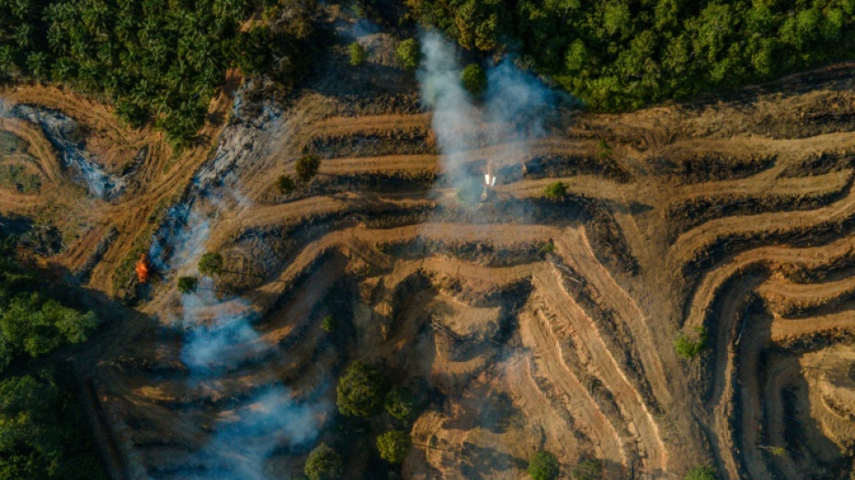 Indonesia firms in palm oil fraud probe supplied fuel majors