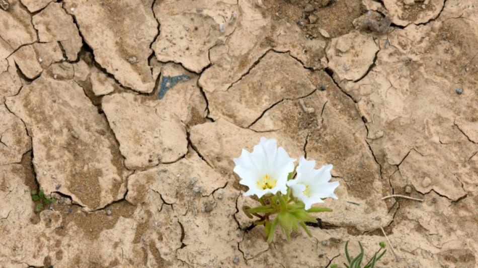 Deserto do Atacama floresce ap&oacute;s chuvas intensas provocadas pelo El Ni&ntilde;o