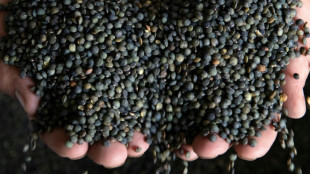 Pouss&eacute;e par le climat, la lentille se cherche une vocation dans le Nord