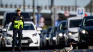 Traffic stop: Warsaw's celebrity birds on perilous urban quest