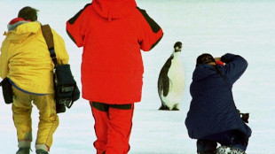 La población de pingüinos emperador está disminuyendo más rápido de lo esperado
